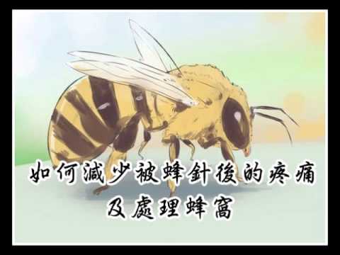 如何減少被蜂針後的疼痛及處理蜂窩 Youtube 如何減少被蜂針後的疼痛及處理蜂窩 Youtube