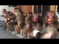 Very cute monkey video request 1「Apple」メッチャ可愛い猿動画リクエスト集１「リンゴ」