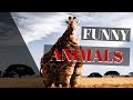 🦁 FUNNY AND CUTE ANIMAL COMPILATION 🦁 | TRY NO TO LAUGH  - ANIMAL FAILS- FTC Compilations