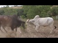 02 Touros bravos brigando na cerca por causa de vaca no cio - Bois bravos, boi brigando touros briga