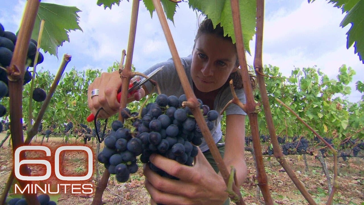 This family has been making wine for 6 centuries | 60 Minutes Archive