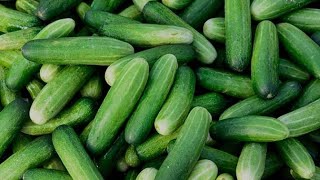 কচ কচ শস Young Cubers