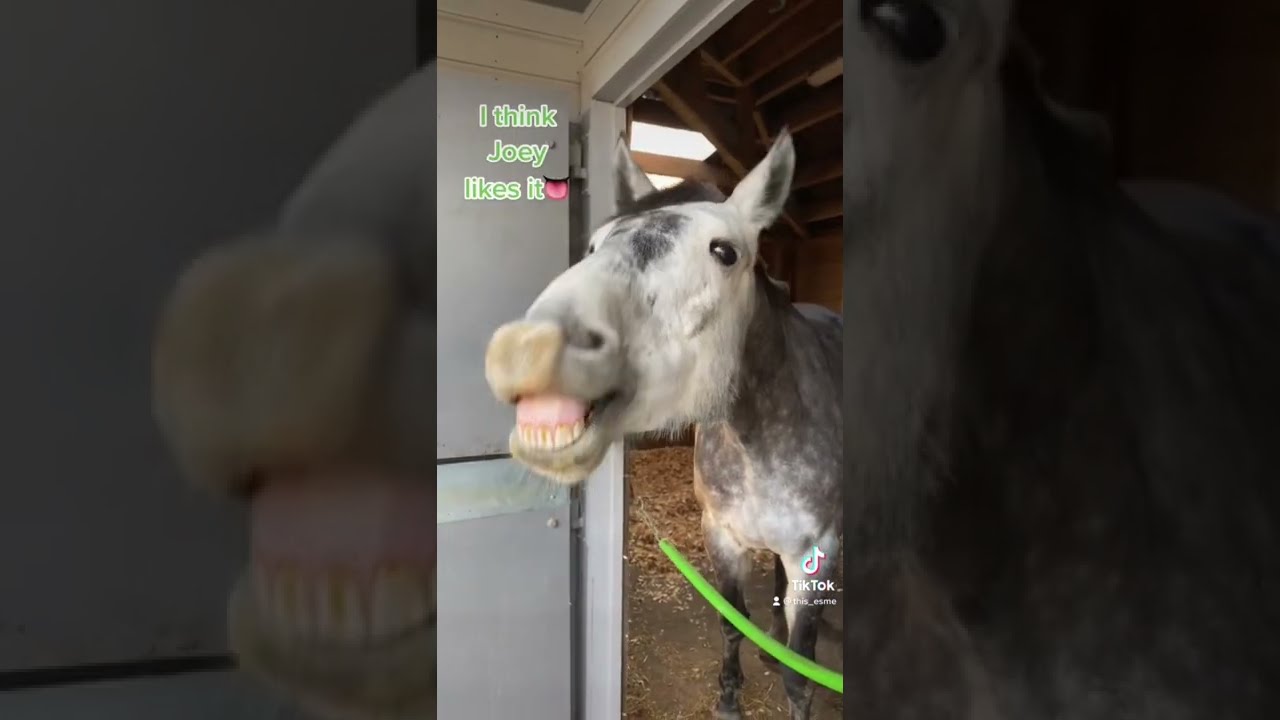 Horse tries peanut butter! This Esme YouTube