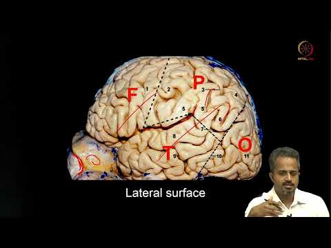 Lec 54 Neuroanatomy for Neural Engineering