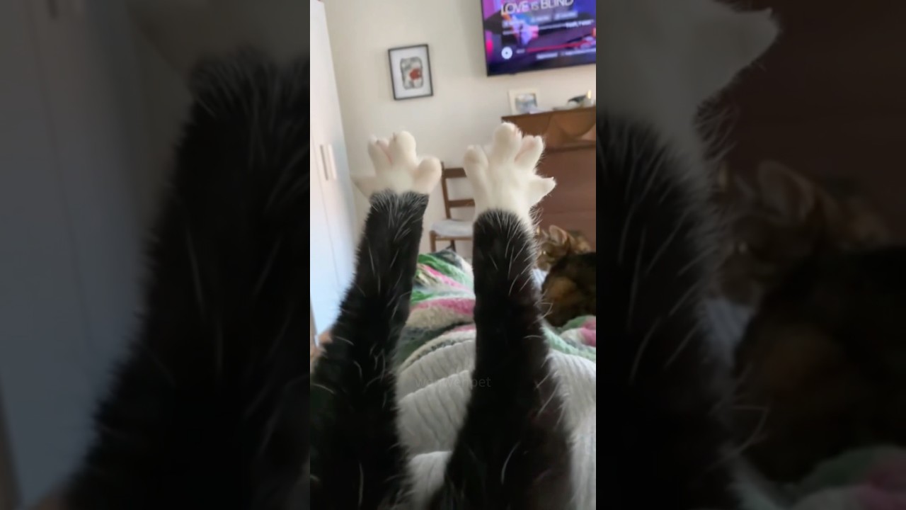Милый отпечаток кошачьей лапки 🐱🐾