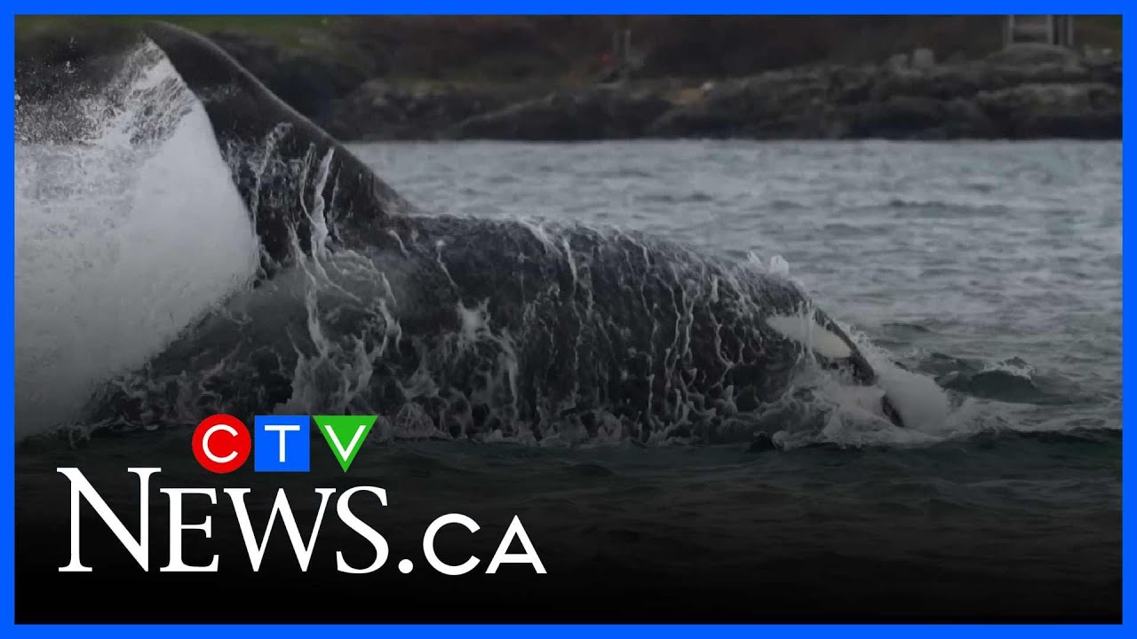 Video captures orcas on the hunt