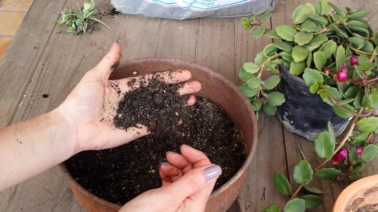 Substrato para suculentas - Plantando 2 espécies de suculentas | Página da kika