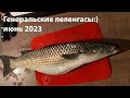 Генеральские пеленгасы 2023 июнь генерасльские пляжи 2023 крым 2023 охота на пеленгаса 2023