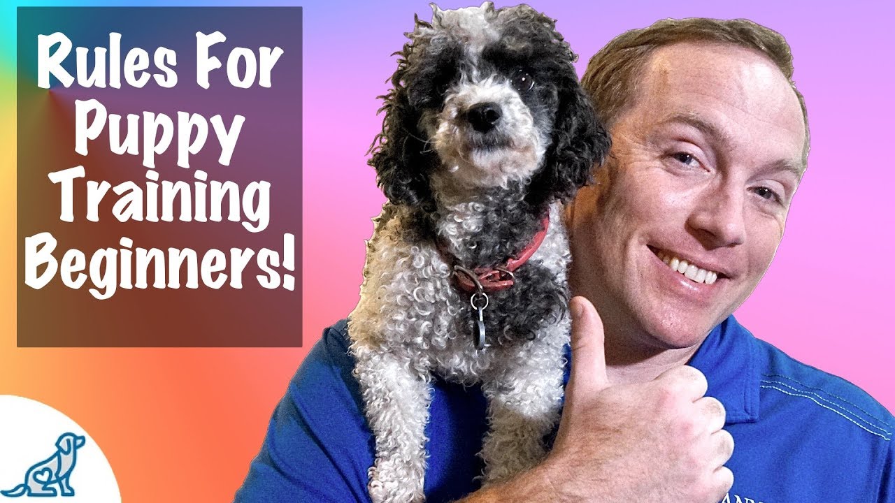 5 IMPORTANT Rules To Remember For Puppy Training BEGINNERS! YouTube
