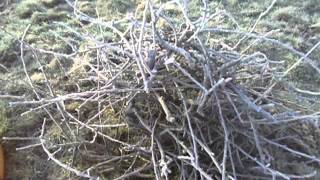 frost in orchard