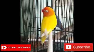 LOVEBIRD LUTINO NGEKEK PANJANG