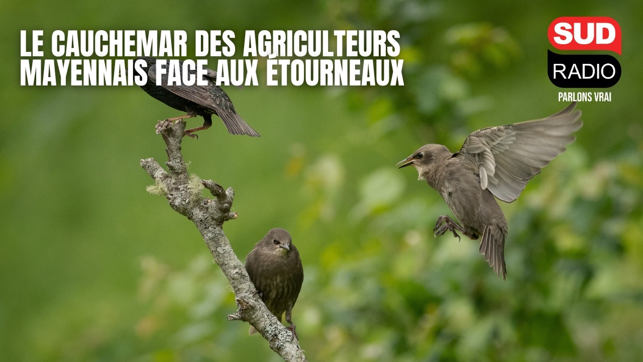 "Entre 6000 à 7000 euros de pertes" : le cauchemar des agriculteurs mayennais face aux étourneaux