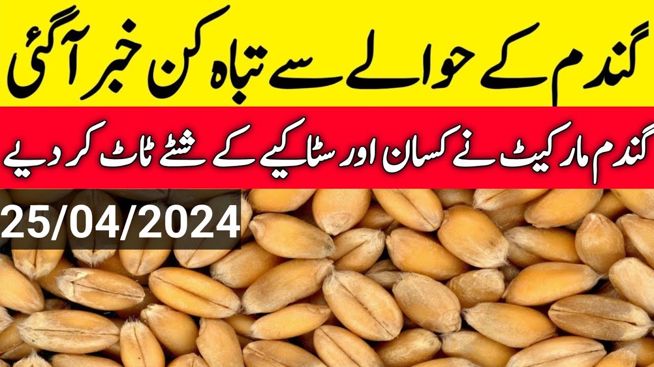 wheat price in pakistan today/today wheat price/galla mandi rate today ...