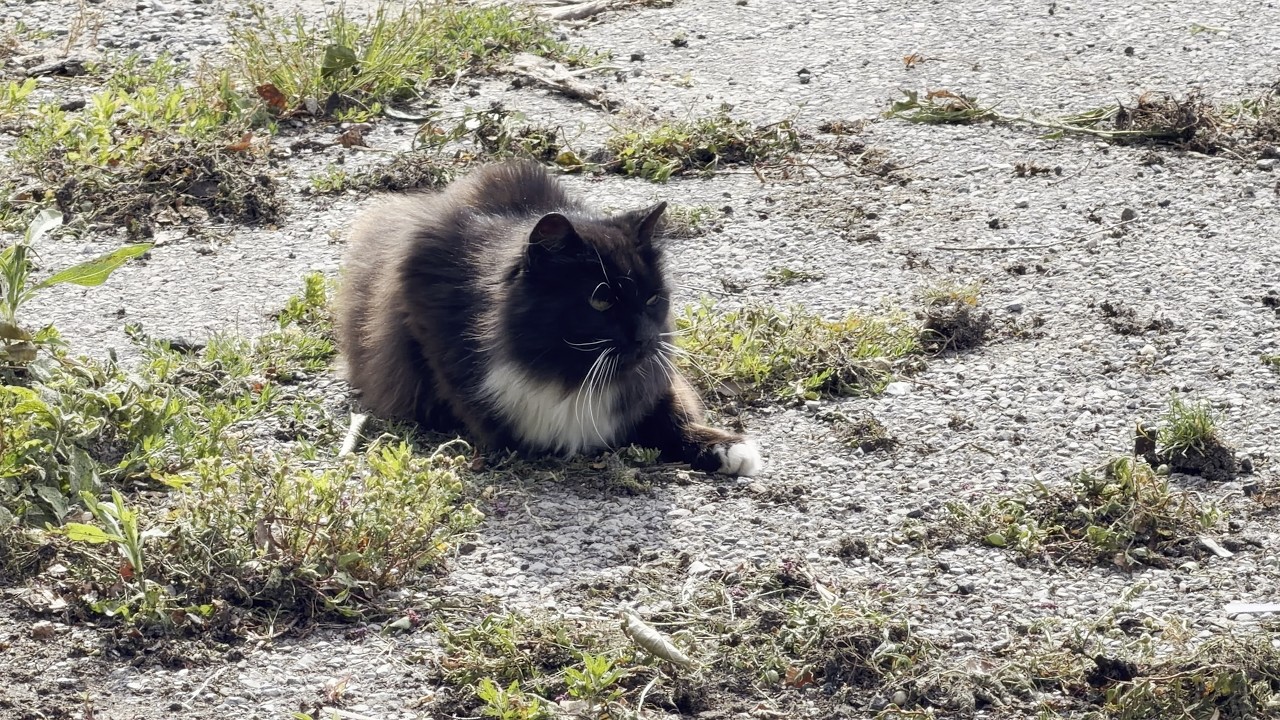 Feral Cats Food Preferences