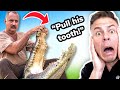 Dentist VS Crocodile!