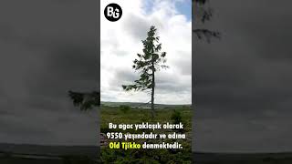 Bunu Bi̇lmek Gerek Dünyanin En Yaşli Ağaci 