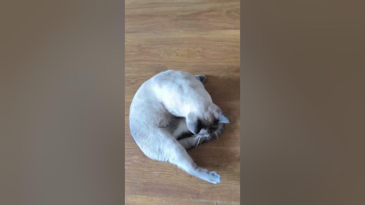 Leave me alone.My cat don't want to play with me.all best viral