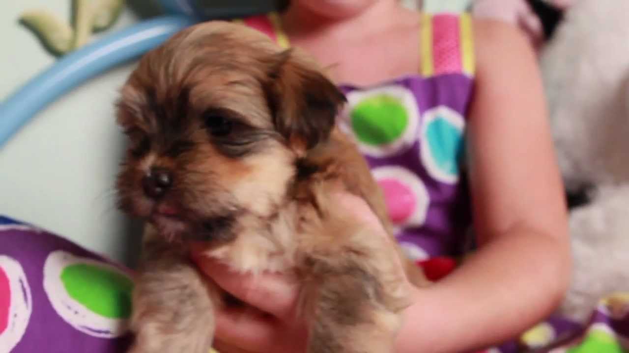 red brindle havanese