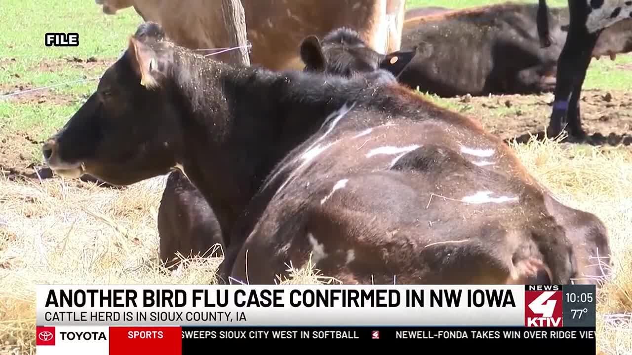 Another case of bird flu detected in Sioux County dairy herd - YouTube