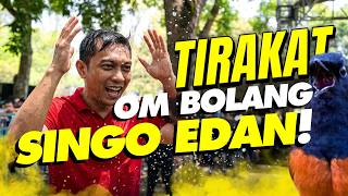 OM BOLANG KUAT TIRAKATNYA‼️Murai SINGO EDAN Juara PIALA MAHARAJA 2026 #kicaumania