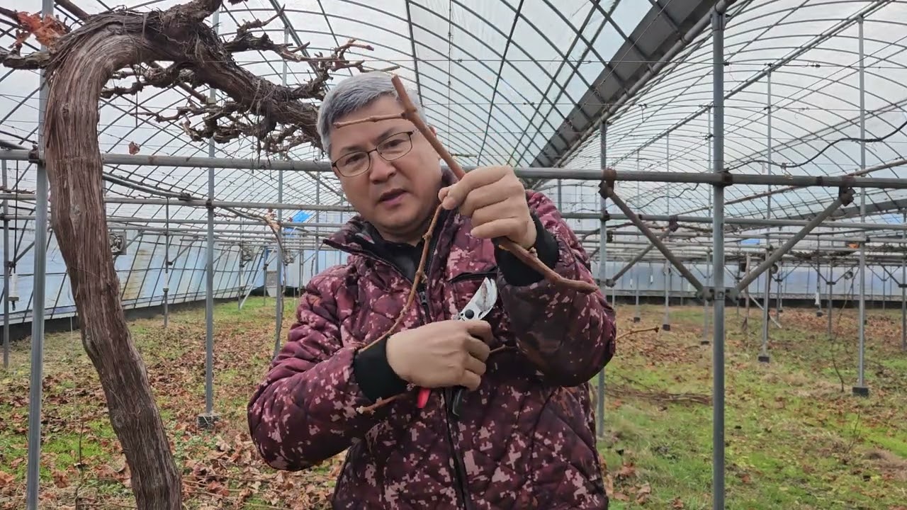 Что нам теперь делать с виноградом сорта Shine Muscat? Ферма Ганподо, виноградник Ёнгванг.