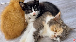 Cherished Memories of a Cat Mom Nurturing and Playing with Her Kittens |  Lisa the Cat by Lisa the Cat 358 views 4 weeks ago 8 minutes, 26 seconds