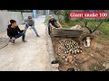 Top 1 best video catching poisonous snakes of professional hunters 2