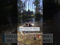 Ataca a policías tras lanzarse a canal con serpientes y caimanes