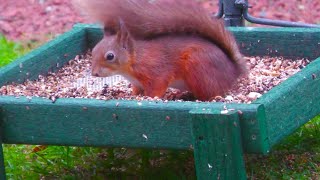 Holy Loch And Garden Wildlife Dunoon Scotland