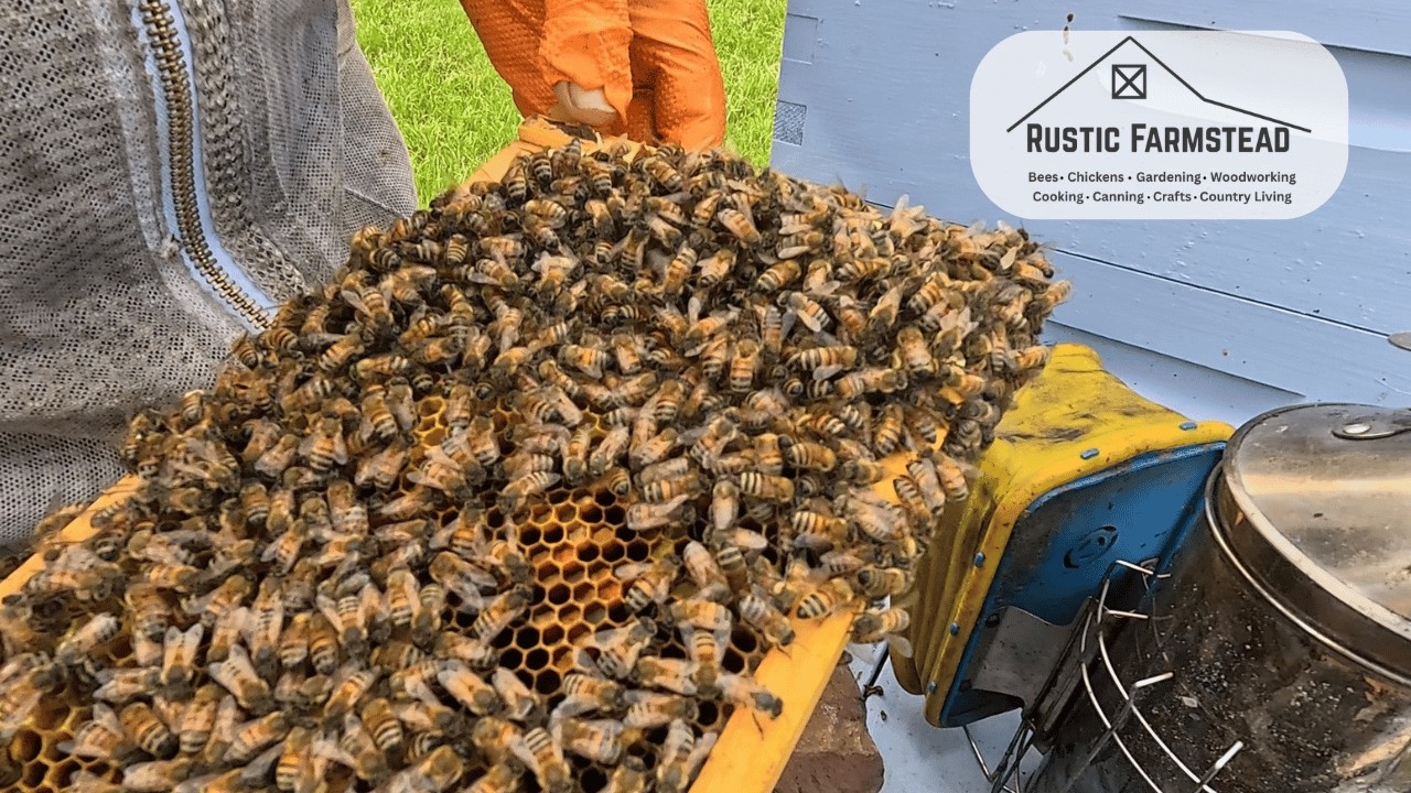 County Bee Inspector - Hive Inspection | Install New Queens - YouTube