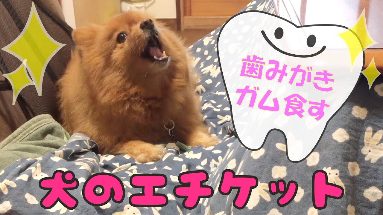 口のくさい犬が歯磨きガムをただクチャクチャ食べるだけの動画 犬の身だしなみ Youtube 口のくさい犬が歯磨きガムをただクチャクチャ食べるだけの動画 犬の身だしなみ Youtube