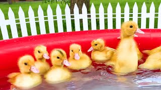 Funny ducklings swim in the pool ASMR