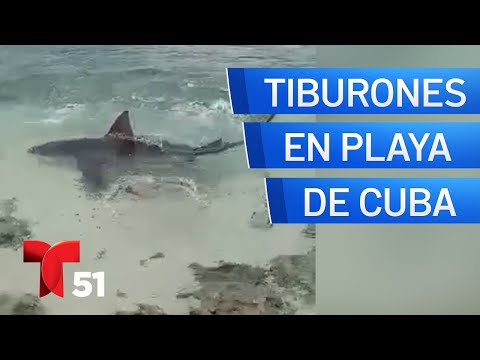 Aparecen tiburones en playa de Cuba