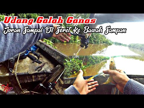 Ganasnya Udang Galah ini - Joran Sampai Diseret ke Bawah Perahu / Giant Prawns - Strike Mode On #016