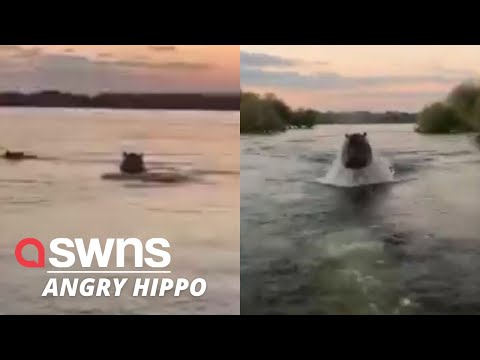 Shocked sightseers get chased by a giant angry hippo in Lake Victoria, Kenya | SWNS