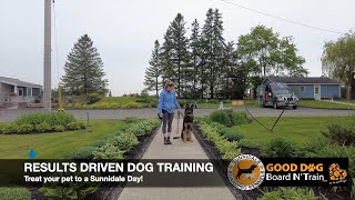 Ryker 7Day WAG N' WALK Training Program At Sunnidale Boarding Kennels