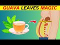Drink This Guava Leaf Tea Every Day and Watch Your Health TRANSFORM