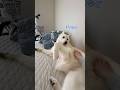 手をつないでお昼寝したい大型犬【ホワイトシェパード】　#shorts