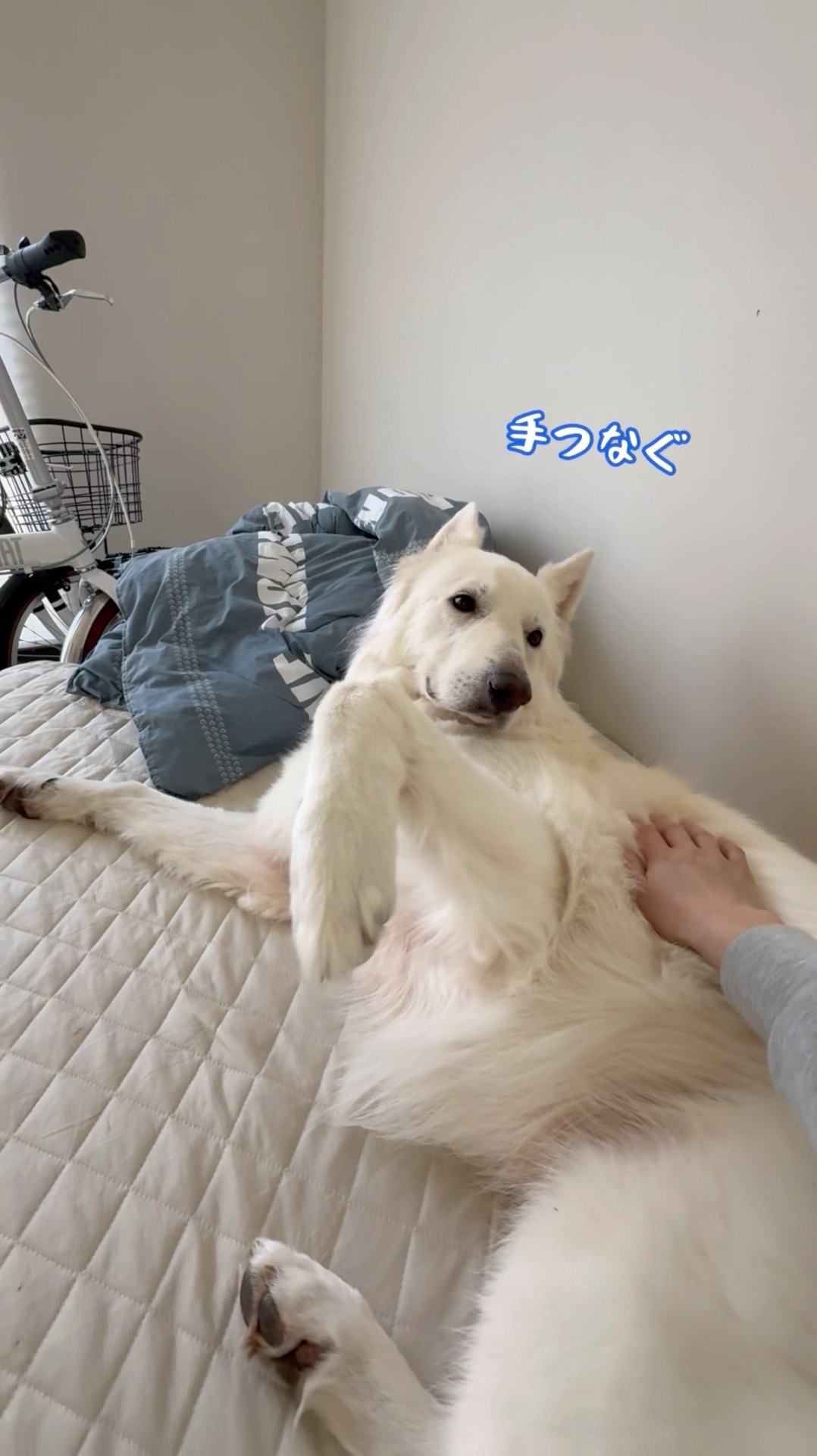 白色ベット取りに来て下さる人 A large dog [White Shepherd] wants to hold hands and take a nap