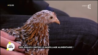 Des poules contre le gaspillage alimentaire !