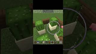Minecraft cactus farm builds #shortsdiscover