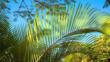 Palm tree close up nature background    Stock Video