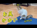 【スクーティング】愛猫が最近床にお尻を擦りつけるようになったので動物病院に連れて行きました【タイに住んでいる猫】