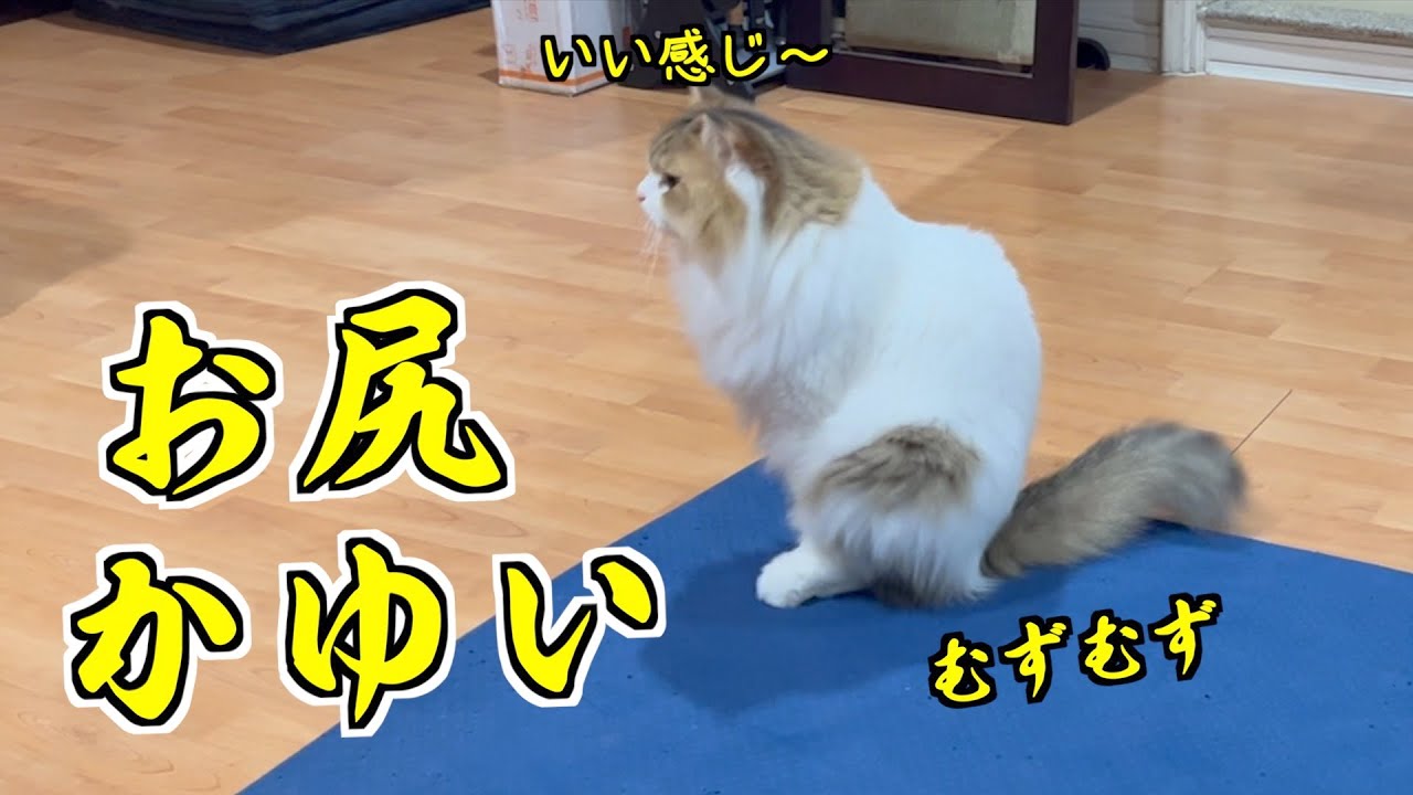 猫 床 に 体 を 擦り付ける