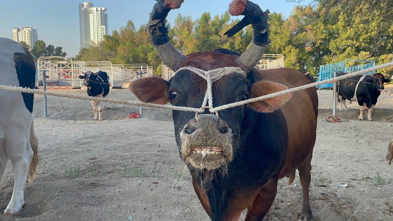 Bull Display | Angry bulls | Fighter bulls competition