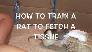How to Train a Rat to Fetch a Tissue