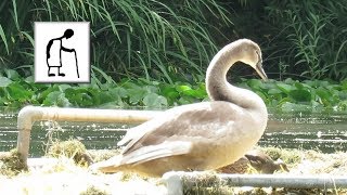 3 Month Update on the cygnets at Kingsgate Park Yate