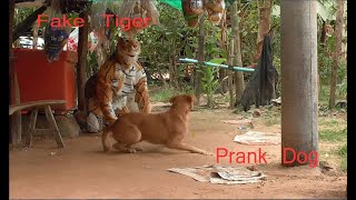 Fake Lion Prank Dogs So Funny 2020, How To Make Fake Lion Prank Dogs