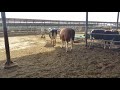 Bulls and cows  in farm #part 36 - Daily Farming 2019