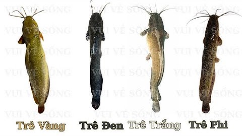 ONDERSCHEID MAKEN TUSSEN GELE MEERVAL - WITTE MEERVAL - ZWARTE MEERVAL - PHILE MEERVAL || WELKE V...